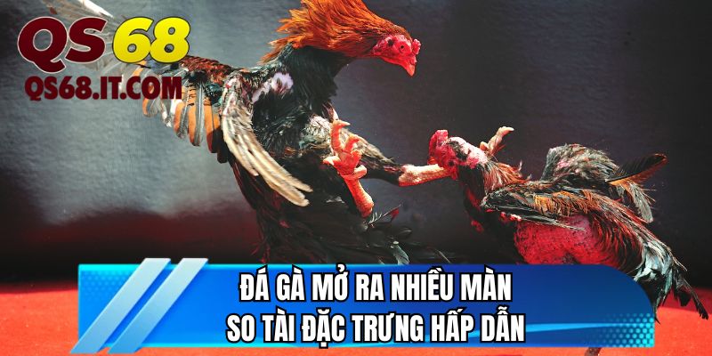 Đá gà mở ra nhiều màn so tài đặc trưng hấp dẫn